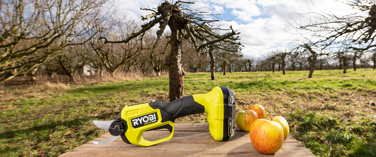 HOW TO PRUNE A FRUIT TREE WITH THE RYOBI® ONE+ HP SECATEURS