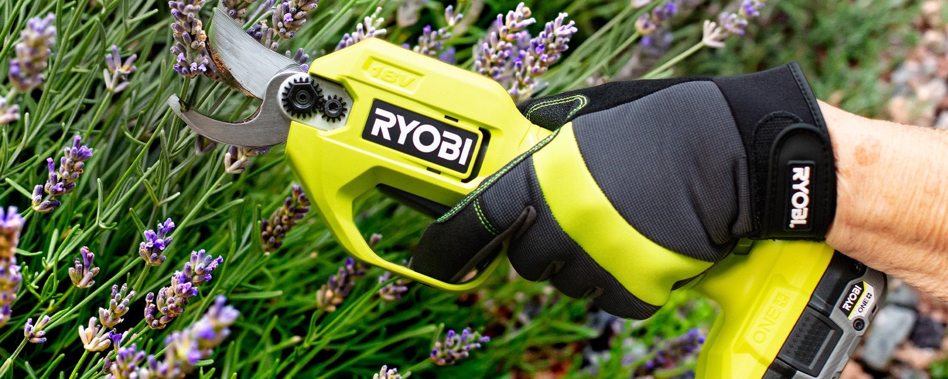 Lavendel snoeien: wanneer en hoe zorg je voor een gezonde plant