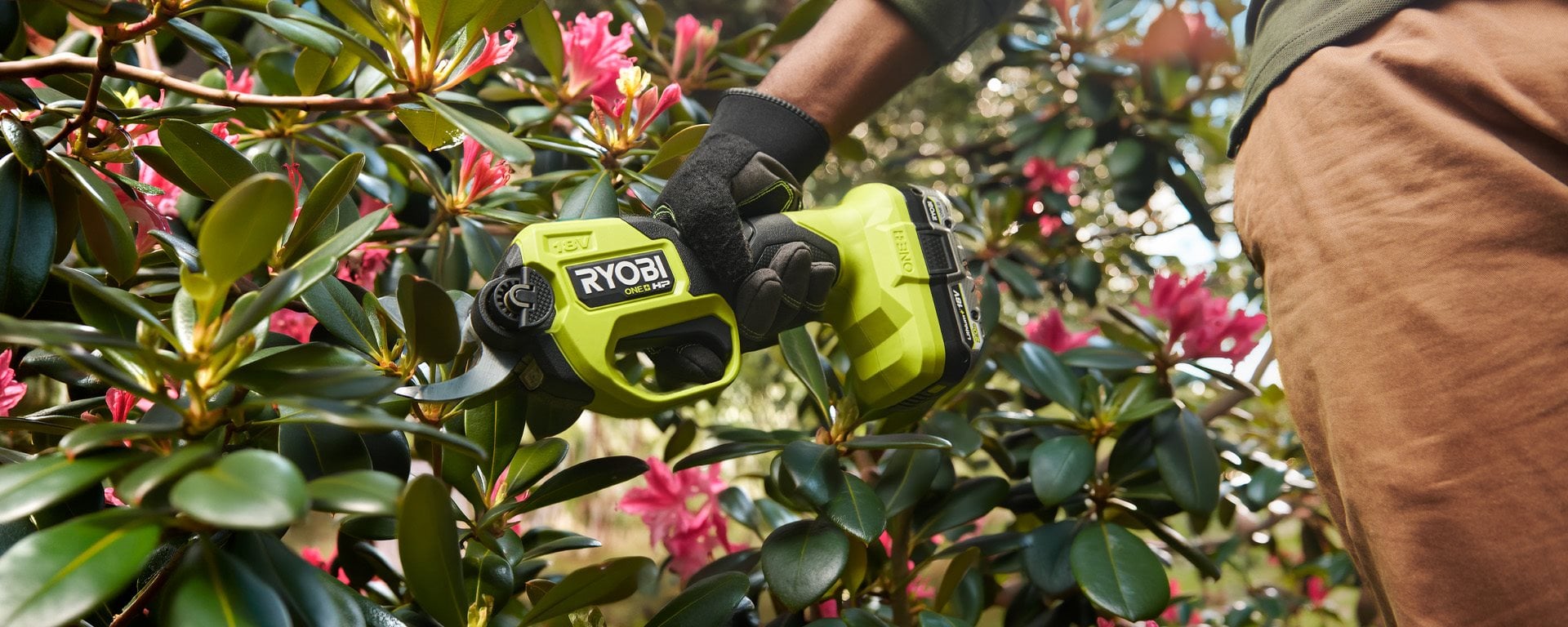 Rhododendron stekken, snoeien en optimaal verzorgen