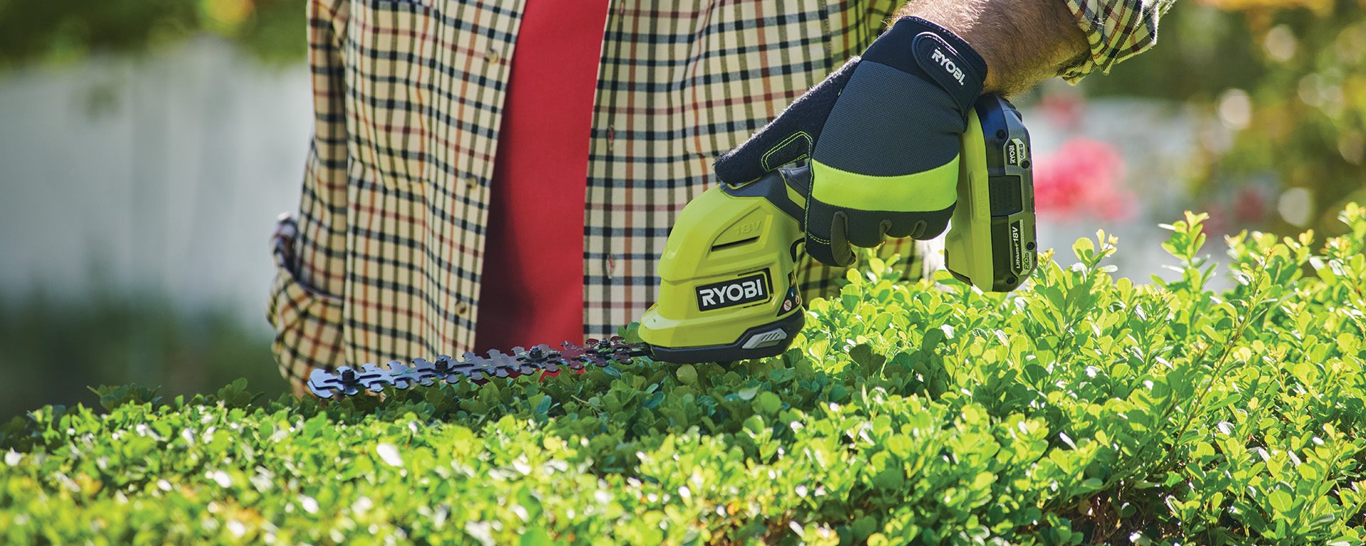 Buxus snoeien met elektrische heggenschaar: zo doe je dat