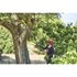 EZ REACH™ 18V ONE+™ 20cm Telescopic Pole Saw (1 x 2.0Ah)_app_shot_3